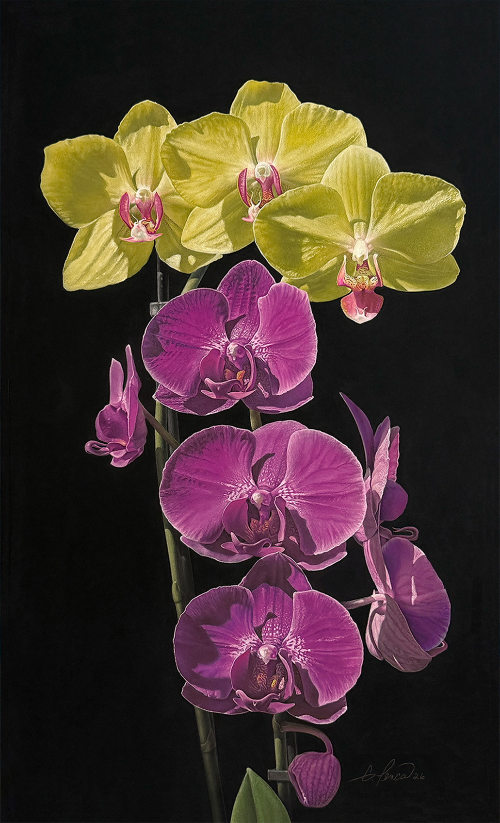 Maroon Moth and Yellow Butterfly Orchids by Gary Penca