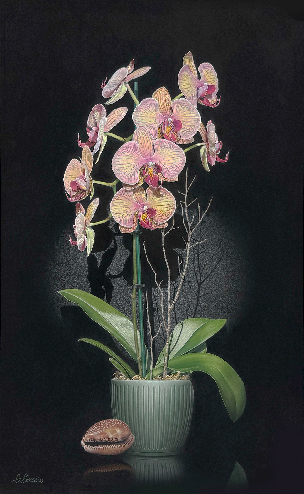 Salmon Moth orchid by Gary Penca