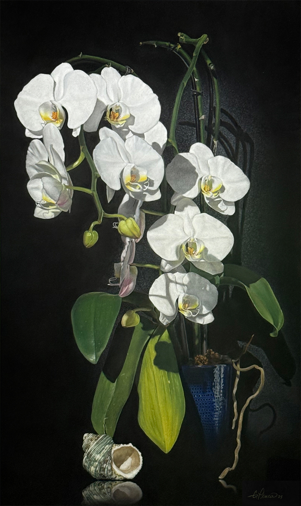 White Moth Orchid by Gary Penca