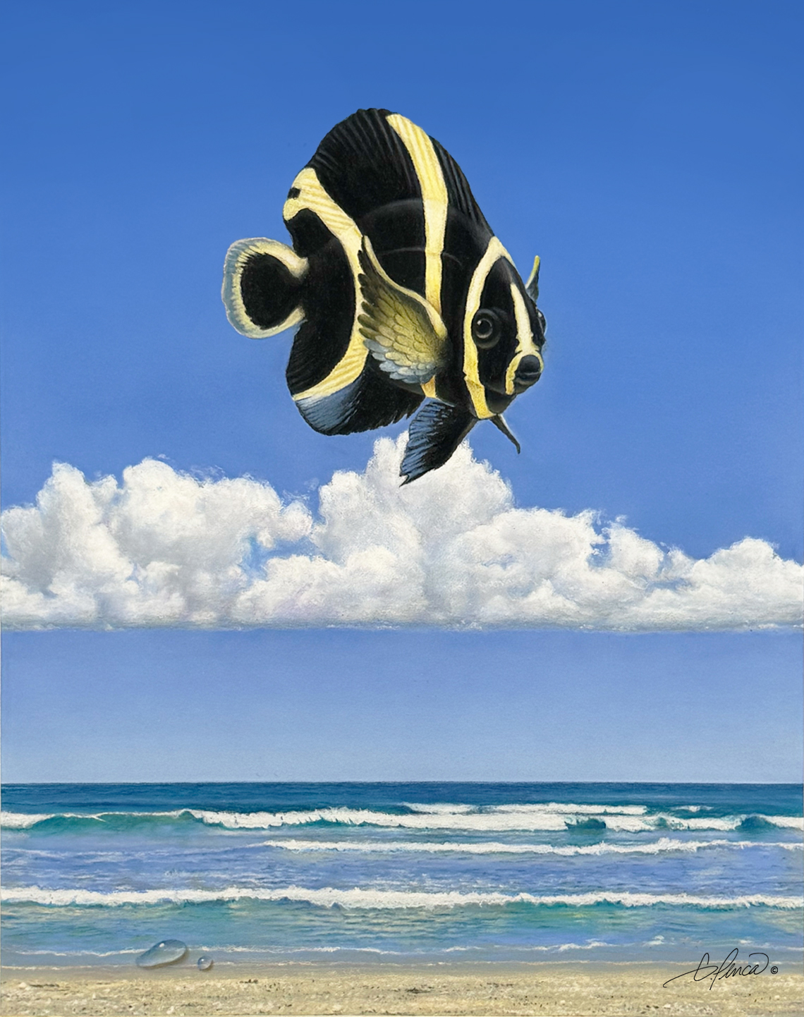 French Angelfish by Gary Penca